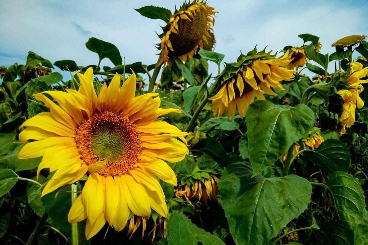 🌻 Unsere Leseempfehlungen für den Sommer