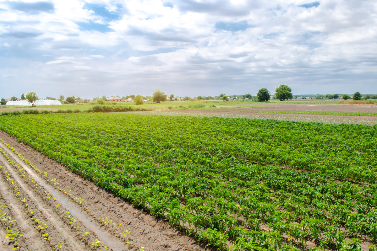 Die Debatte über die ukrainische Bodenmarktreform: Weichenstellung für die Agrarpolitik